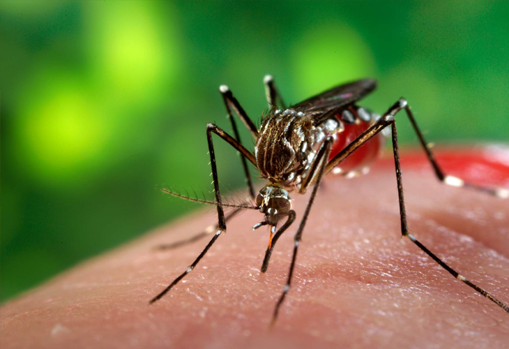 Mosquito Aedes Aegypti que transmite febre amarela